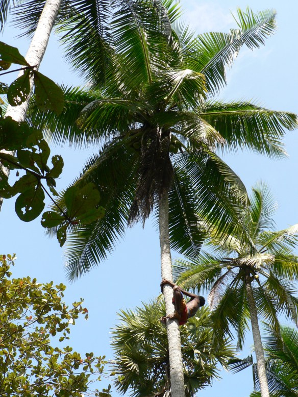 Shimmying up that tree